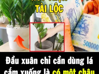 Đầu xuân chỉ cần dùng lá cắm xuống là có một chậu cây ‘hút tài lộc’ xanh tốt