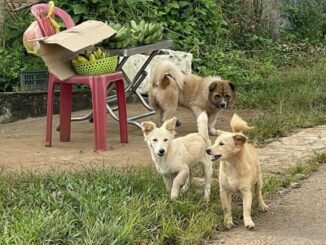Gia lai: Người đàn ông không may tuvong vì bị chó c-ắn từ 2 năm trước