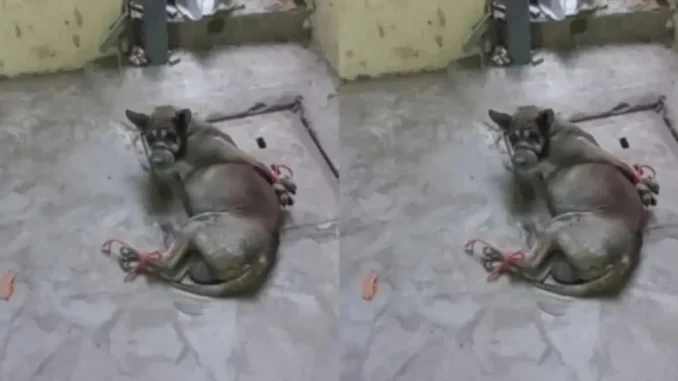 Một bảo vệ trường học ở Hải Phòng trần tình về hình ảnh chú chó bị trói Một bảo vệ trường học ở Hải Phòng trần tình về hình ảnh chú chó bị trói