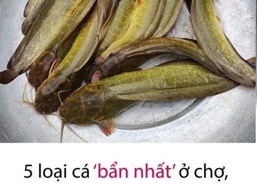 5 loại cá ‘b:ẩn nhất’ ở chợ, chứa nhiều kim loại nặng và k:ý s:in:h tr:ù:n:g, người bán cũng không ăn, có gặp cũng chớ nên m:ua 5 loại cá ‘b:ẩn nhất’ ở chợ, chứa nhiều kim loại nặng và k:ý s:in:h tr:ù:n:g, người bán cũng không ăn, có gặp cũng chớ nên m:ua