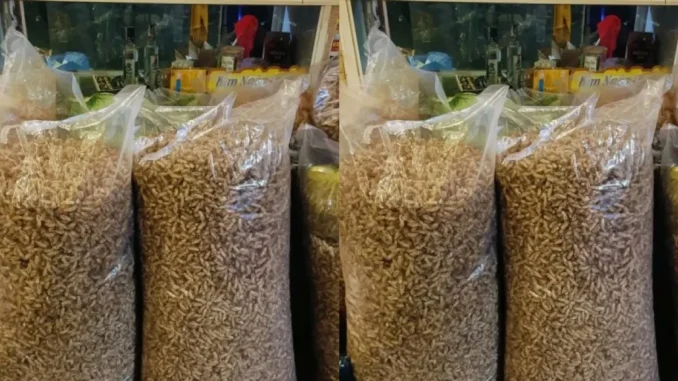 Thương lái thu mua xác ve sầu giá 2 triệu đồng/kg làm gì?