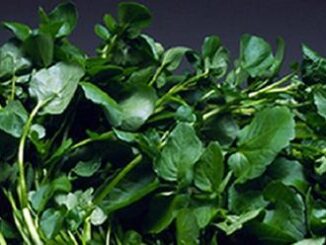 Cả thế giới mở tiệc ăn mừng vì mới phát hiện ra loại rau có khả năng chống ung thư gấp trăm lần thuốc đặc trị , Ở Việt Nam mọc đầy ra