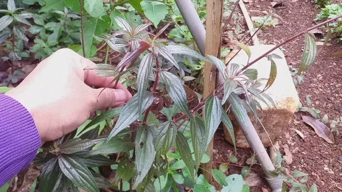 Cây thuốc dòi tím và những hiệu quả không ngờ tới ? Cây thuốc dòi tím và những hiệu quả không ngờ tới ?