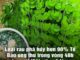 Loại rau p-h-á h-ủ-y hơn 90% Tế Bào ung thư trong vòng 48h mà người Việt cứ ngỡ là rau dại mọc đầy đường
