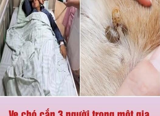 Ve chó cắn 3 người trong một gia đình, 2 người qua đời: Không vệ sinh được thì đừng nuôi, đầy bệnh Ve chó cắn 3 người trong một gia đình, 2 người qua đời: Không vệ sinh được thì đừng nuôi, đầy bệnh