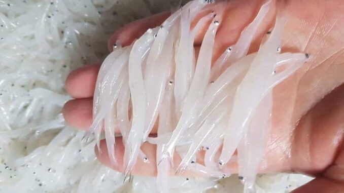 Tìm hiểu về dinh dưỡng và tác dụng của cá ngần mà bạn không ngờ tới nhỏ mà có võ đấy ạh Tìm hiểu về dinh dưỡng và tác dụng của cá ngần mà bạn không ngờ tới nhỏ mà có võ đấy ạh