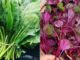 5 loại rau giàu dinh dưỡng nhưng ăn càng nhiều quá dễ bị sỏi thận, suy thận
