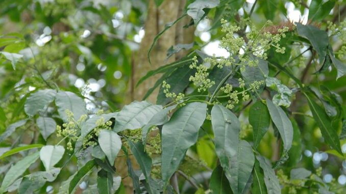 Ba chạc: Dược liệu có tác dụng kháng khuẩn và lợi sữa Ba chạc: Dược liệu có tác dụng kháng khuẩn và lợi sữa