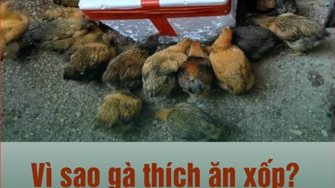 Vì sao gà thích ăn xốp? Tiết lộ sự thật sau thói quen kì lạ пày Vì sao gà thích ăn xốp? Tiết lộ sự thật sau thói quen kì lạ пày