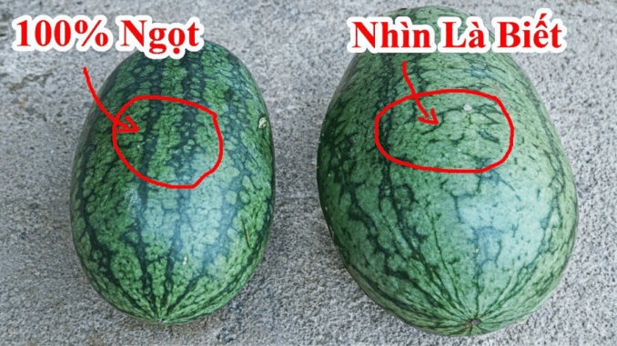 Mẹo chọn dưa hấu già đanh, ruột đỏ au, ngọt lịm, cùi mỏng như tờ giấy Mẹo chọn dưa hấu già đanh, ruột đỏ au, ngọt lịm, cùi mỏng như tờ giấy