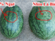 Mẹo chọn dưa hấu già đanh, ruột đỏ au, ngọt lịm, cùi mỏng như tờ giấy
