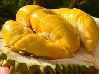 Mua sầu riêng cứ thấy quả này đừng tiếc tiền mua: Hạt nhiều, chín cây không lo tẩm thuốc