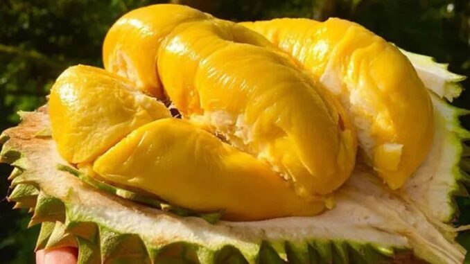 Mua sầu riêng cứ thấy quả này đừng tiếc tiền mua: Hạt nhiều, chín cây không lo tẩm thuốc Mua sầu riêng cứ thấy quả này đừng tiếc tiền mua: Hạt nhiều, chín cây không lo tẩm thuốc