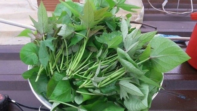 8 loại rau sạch, ngon, bổ dưỡng bạn nên mua ngay khi đi chợ – Không lo bị phun thuốc! 8 loại rau sạch, ngon, bổ dưỡng bạn nên mua ngay khi đi chợ – Không lo bị phun thuốc!