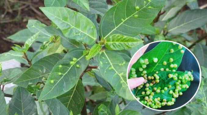 Công dụng ‘kỳ diệu’ từ lá sung: Cây thuốc quý ngay trong vườn nhà bạn Công dụng ‘kỳ diệu’ từ lá sung: Cây thuốc quý ngay trong vườn nhà bạn
