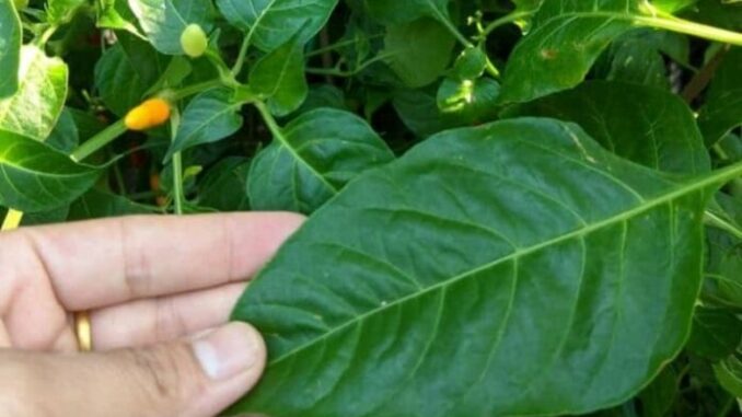 Loại lá chứa kho canxi, dưỡng gan bổ mắt, mọc đầy vườn, nhiều người không biết chỉ nhổ bỏ Loại lá chứa kho canxi, dưỡng gan bổ mắt, mọc đầy vườn, nhiều người không biết chỉ nhổ bỏ
