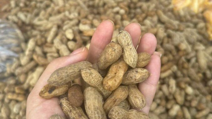 5 nhóm người không nên ăn lạc 5 nhóm người không nên ăn lạc