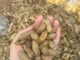 5 nhóm người không nên ăn lạc