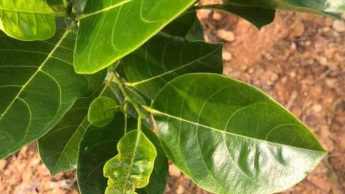 Tác dụng của lá mít, nhiều người không biết tận dụng thật tiếc! Tác dụng của lá mít, nhiều người không biết tận dụng thật tiếc!