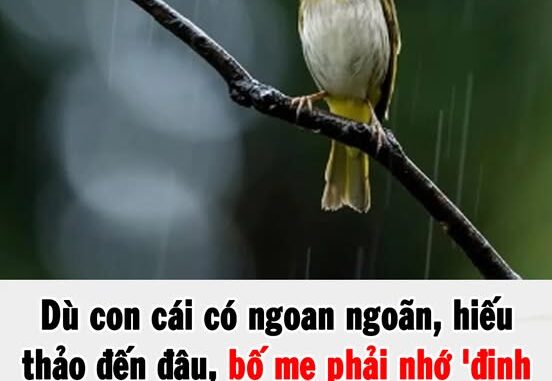 Dù con cái có hiếu thảo đến đâu, bố mẹ phải nhớ ‘định luật chim sẻ’ luôn tồn tại: Càng thấm thía càng được hạnh phúc, an nhàn Dù con cái có hiếu thảo đến đâu, bố mẹ phải nhớ ‘định luật chim sẻ’ luôn tồn tại: Càng thấm thía càng được hạnh phúc, an nhàn
