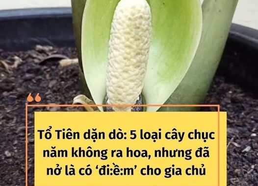 Tổ Tiên dặn dò: 5 loại cây chục năm không ra hoa, nhưng đã nở là có ‘điềm’ cho gia chủ Tổ Tiên dặn dò: 5 loại cây chục năm không ra hoa, nhưng đã nở là có ‘điềm’ cho gia chủ
