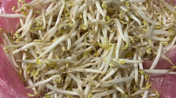 Giá đỗ “bẩn” vào… siêu thị Giá đỗ “bẩn” vào… siêu thị