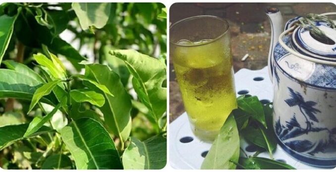 Tác dụng uống nước lá vối đối với sức khỏe Tác dụng uống nước lá vối đối với sức khỏe