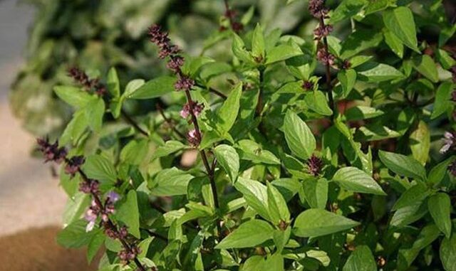 8 loại cây rắn nhìn thấy là tránh xa, trồng quanh nhà rắn không dám đến gần 8 loại cây rắn nhìn thấy là tránh xa, trồng quanh nhà rắn không dám đến gần