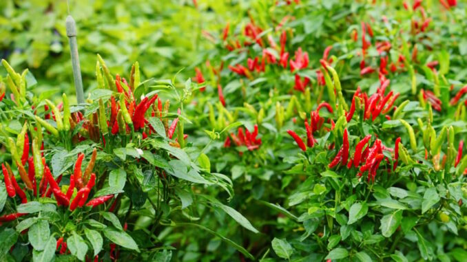 Trồng ớt đừng chỉ tưới nước lã, dùng thứ này để ớt sai trĩu cành, quả nào cũng to Trồng ớt đừng chỉ tưới nước lã, dùng thứ này để ớt sai trĩu cành, quả nào cũng to