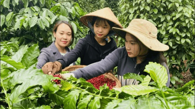 (24-5): Giá cà phê và hồ tiêu (24-5): Giá cà phê và hồ tiêu