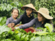 (24-5): Giá cà phê và hồ tiêu