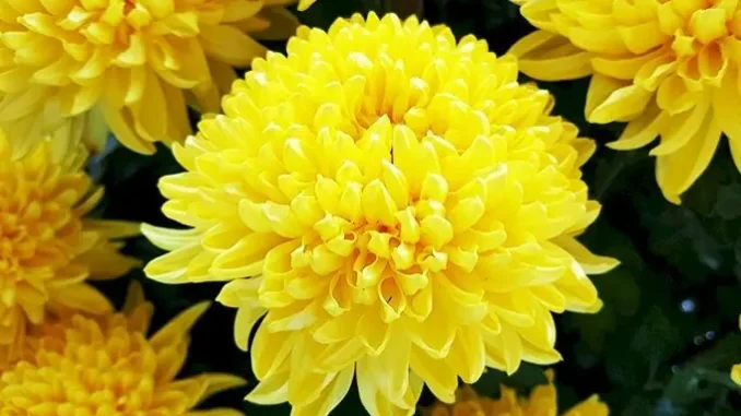 Hoa cúng trên bàn thờ đừng suốt ngày đặt hoa cúc mãi: Đây mới là loại cây may mắn, giàu nhanh chóng mặt Hoa cúng trên bàn thờ đừng suốt ngày đặt hoa cúc mãi: Đây mới là loại cây may mắn, giàu nhanh chóng mặt