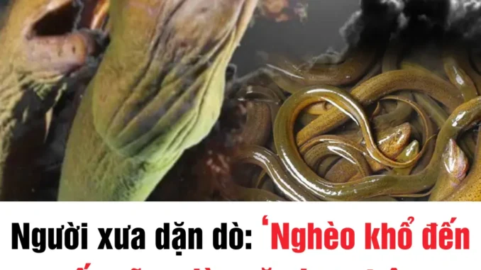 Người xưa dặn dò: 'Nghèo khổ đến mấy cũng đừng ăn lươn trông trăng', vậy lươn trông trăng là gì? Người xưa dặn dò: 'Nghèo khổ đến mấy cũng đừng ăn lươn trông trăng', vậy lươn trông trăng là gì?
