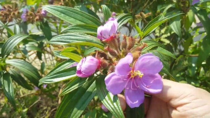 10 bài thuố c tiêu sưng, giảm đau từ cây mua 10 bài thuố c tiêu sưng, giảm đau từ cây mua