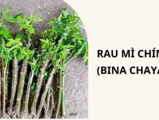 Cây rau mì chính ăn có tốt không? những ai không nên ăn? cách chế biến ra sao?