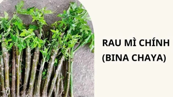 Cây rau mì chính ăn có tốt không? những ai không nên ăn? cách chế biến ra sao?