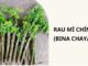 Cây rau mì chính ăn có tốt không? những ai không nên ăn? cách chế biến ra sao?