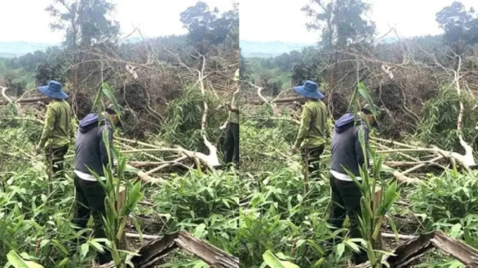 Đã xác định người liên quan vụ phá rừng phòng hộ ở Quảng Trị Đã xác định người liên quan vụ phá rừng phòng hộ ở Quảng Trị