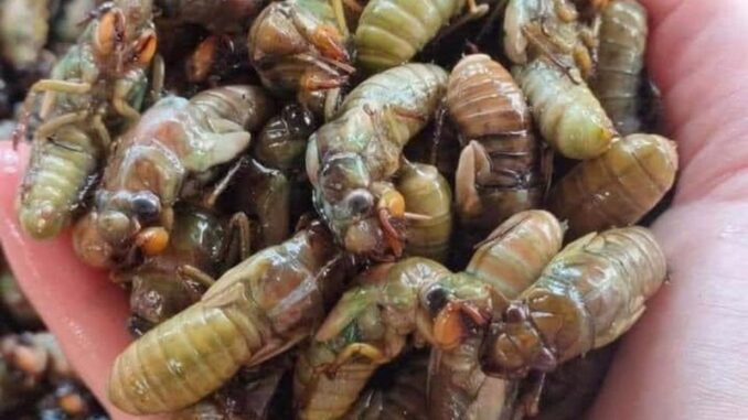 Ngộ độc ve sầu có nguy hiểm không? Những lưu ý khi ăn côn trùng Ngộ độc ve sầu có nguy hiểm không? Những lưu ý khi ăn côn trùng