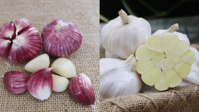 Tỏi vỏ tím hay vỏ trắng tốt hơn? Lão nông nói một câu, tôi bỗng được “thông não”! Tỏi vỏ tím hay vỏ trắng tốt hơn? Lão nông nói một câu, tôi bỗng được “thông não”!