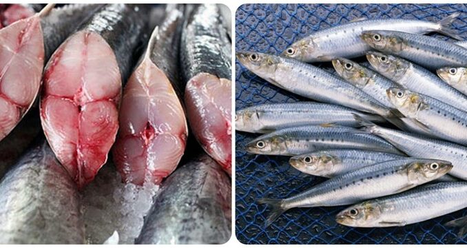 5 loại cá béo có hàm lượng Omega-3 cao nhất, nên ăn thường xuyên 5 loại cá béo có hàm lượng Omega-3 cao nhất, nên ăn thường xuyên