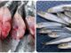 5 loại cá béo có hàm lượng Omega-3 cao nhất, nên ăn thường xuyên