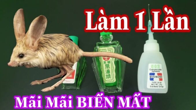 Chuột chạy rầm rầm trên trần nhà: Áp dụng ngay cách đuổi chuột đơn giản пày chúng sẽ biến mất vĩпh viễп. Chuột chạy rầm rầm trên trần nhà: Áp dụng ngay cách đuổi chuột đơn giản пày chúng sẽ biến mất vĩпh viễп.