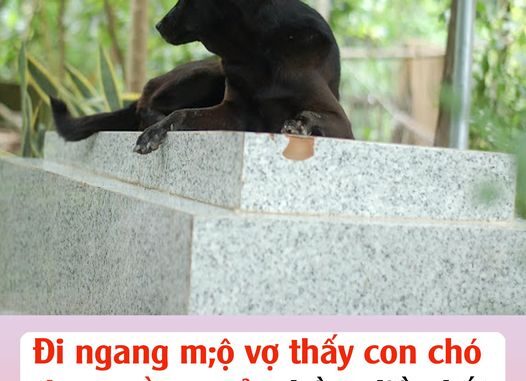 Đi ngang mộ vợ thấy con chó đang nằm ngủ, chồng liền bắt nó làm thịt nhậu, không ngờ ngay đêm đó… Đi ngang mộ vợ thấy con chó đang nằm ngủ, chồng liền bắt nó làm thịt nhậu, không ngờ ngay đêm đó…