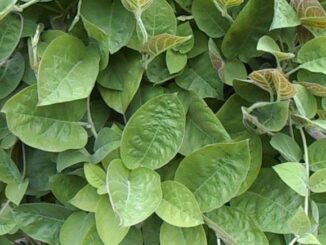 Tác dụng của lá mơ lông với sức khoẻ ít người biết