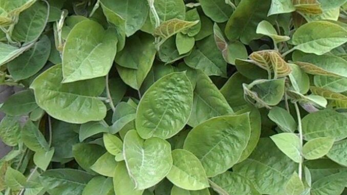 Tác dụng của lá mơ lông với sức khoẻ ít người biết Tác dụng của lá mơ lông với sức khoẻ ít người biết