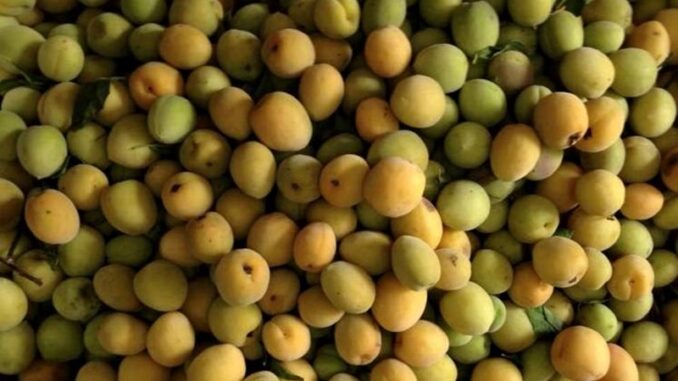 Quả mơ có công dụng gì và những cách sử dụng phổ biến Quả mơ có công dụng gì và những cách sử dụng phổ biến