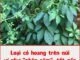 Loại cỏ hoang trên núi ví như “nhân sâm”, tốt gấp 8 lần trà xanh: Việt Nam mọc dại rất nhiều