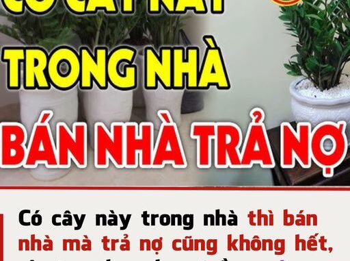 Có 3 cây này trong nhà thì bán nhà mà trả nợ cũng không hết, ai cũng đua nhau trồng, càng ngày chỉ càng nghèo thêm Có 3 cây này trong nhà thì bán nhà mà trả nợ cũng không hết, ai cũng đua nhau trồng, càng ngày chỉ càng nghèo thêm