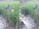 Đang nhậu nổi hứng ra ruộng bắt rắn, bị điện giật chế.t